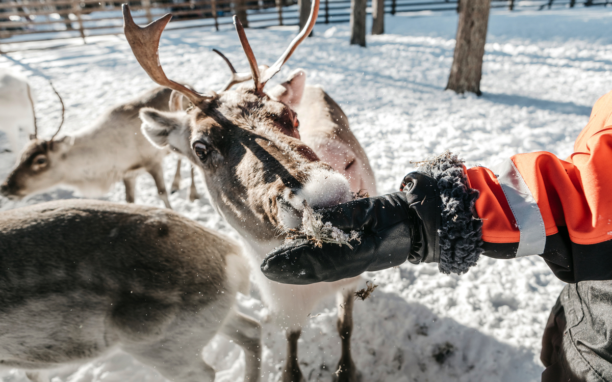 Lapland Hotels & Safaris