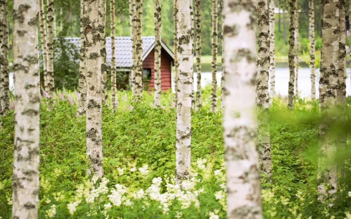 Birkenwald & Sauna