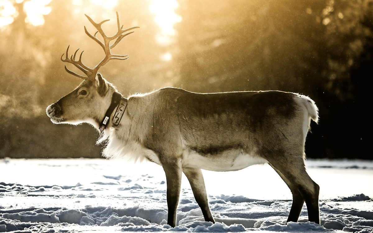 Iisakkii Glass Village