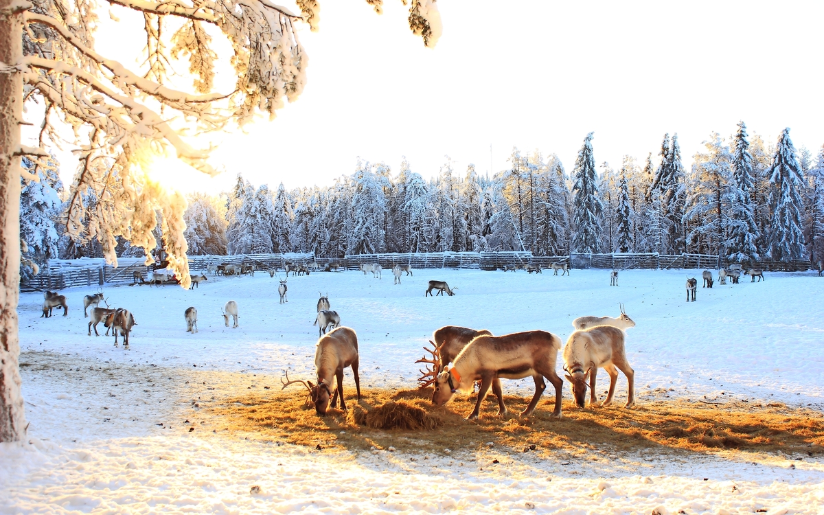 Rentierfarm