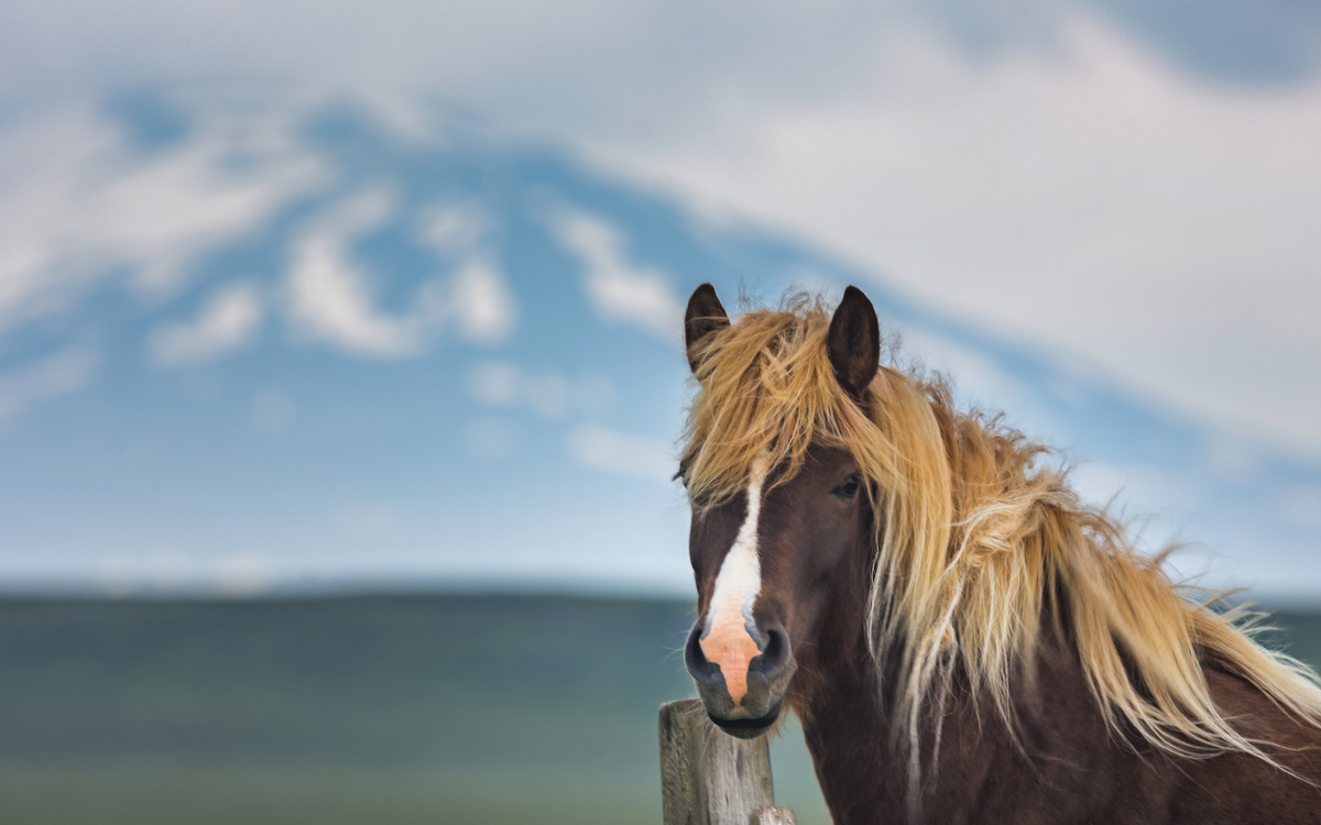 Islandpferd mit dem Hekla-Vulkan im Hintergrund, Island