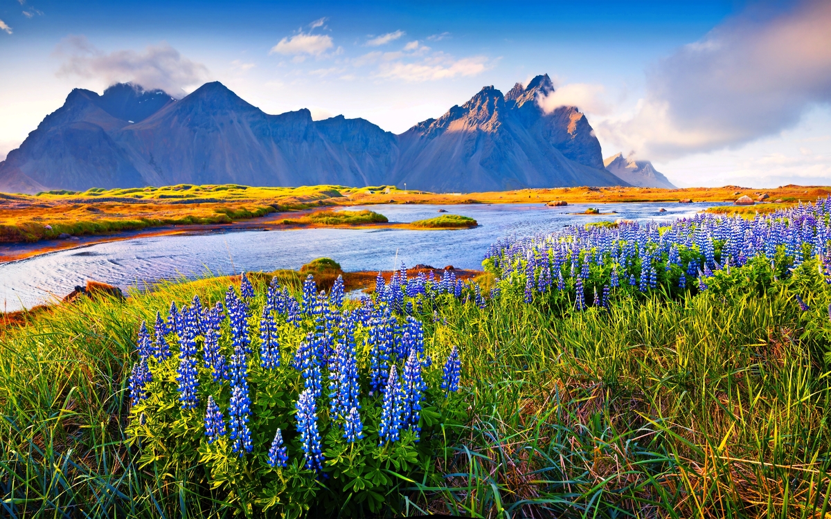 Blühende Lupineblumen auf der Stokksnes-Landspitze