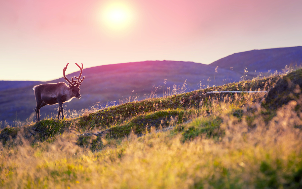 Rentiere grasen bei Sonnenuntergang auf einem Hügel in Lappland