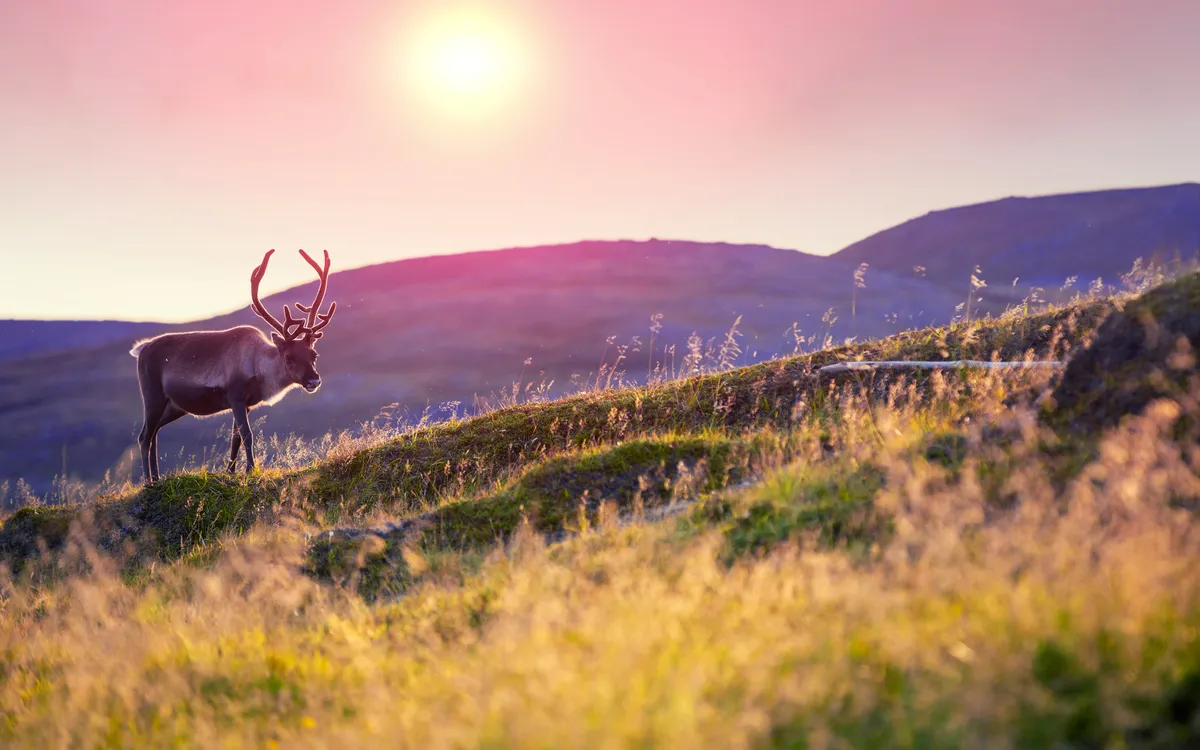 Rentiere grasen bei Sonnenuntergang auf einem Hügel in Lappland