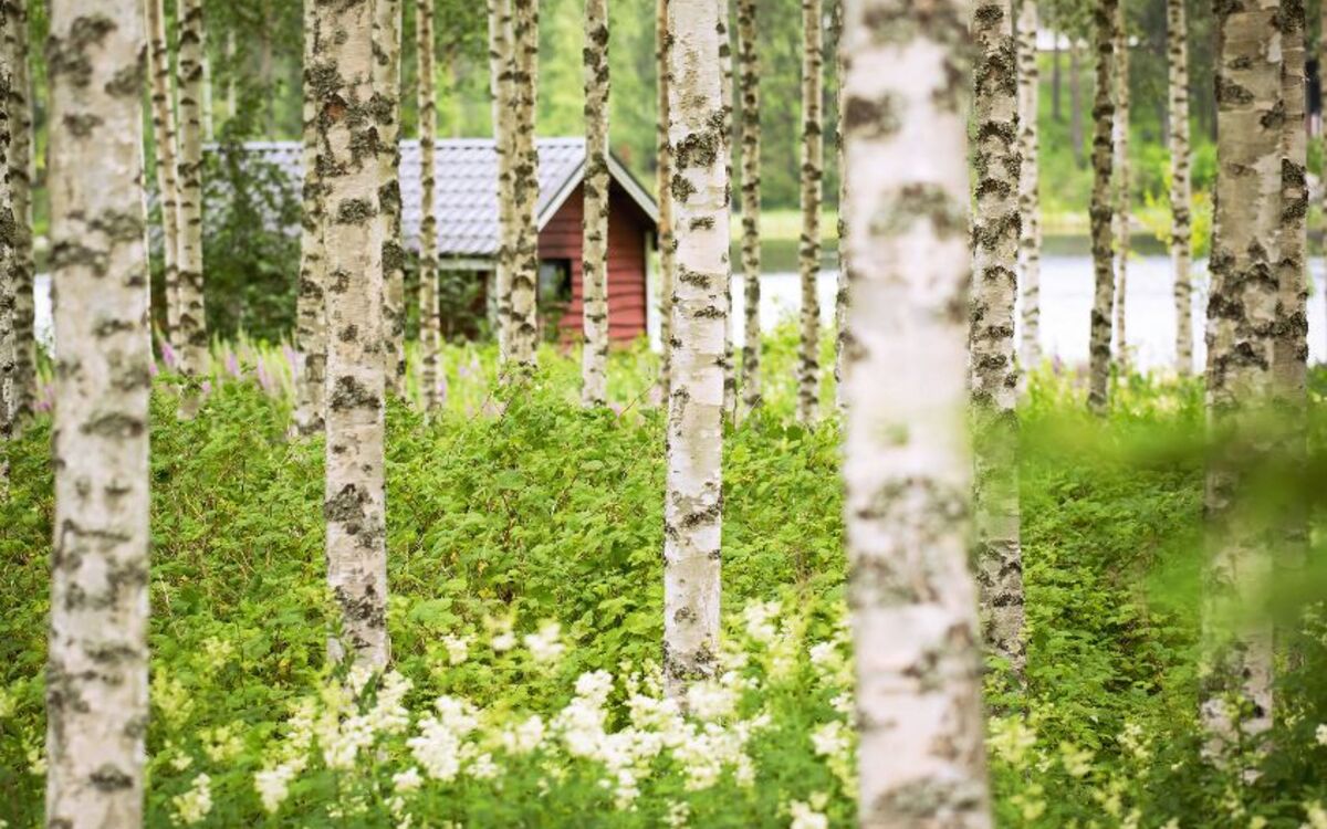 Birkenwald & Sauna